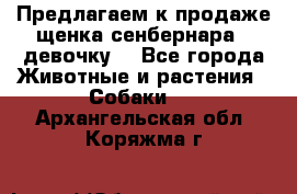 Предлагаем к продаже щенка сенбернара - девочку. - Все города Животные и растения » Собаки   . Архангельская обл.,Коряжма г.